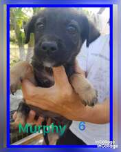 MURPHY, Hund, Mischlingshund in Rumänien - Bild 9