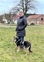 ANNETTE, Hund, Mischlingshund in Beelitz - Bild 12