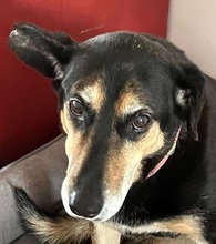 ANNETTE, Hund, Mischlingshund in Beelitz - Bild 15