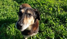 ANNETTE, Hund, Mischlingshund in Beelitz - Bild 17