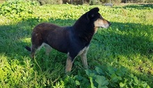 ANNETTE, Hund, Mischlingshund in Beelitz - Bild 18