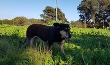 ANNETTE, Hund, Mischlingshund in Beelitz - Bild 19