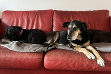 ANNETTE, Hund, Mischlingshund in Beelitz - Bild 2
