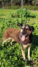 ANNETTE, Hund, Mischlingshund in Beelitz - Bild 20