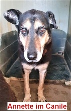 ANNETTE, Hund, Mischlingshund in Beelitz - Bild 21