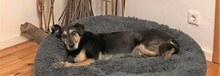ANNETTE, Hund, Mischlingshund in Beelitz - Bild 6