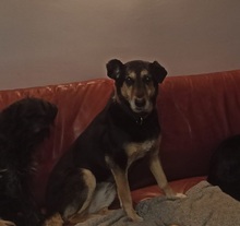 ANNETTE, Hund, Mischlingshund in Beelitz - Bild 7