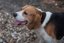 LUI, Hund, Beagle in Ungarn - Bild 1
