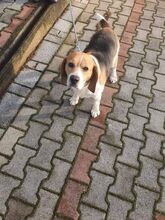 LUI, Hund, Beagle in Ungarn - Bild 2