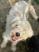 TAMMI, Hund, Mischlingshund in Senden - Bild 19