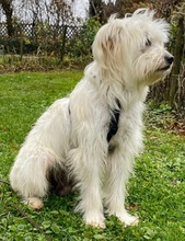TAMMI, Hund, Mischlingshund in Senden - Bild 22