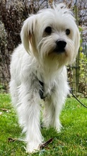 TAMMI, Hund, Mischlingshund in Senden - Bild 26