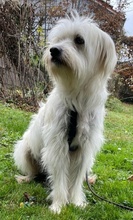 TAMMI, Hund, Mischlingshund in Senden - Bild 29
