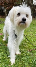 TAMMI, Hund, Mischlingshund in Senden - Bild 35