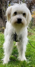 TAMMI, Hund, Mischlingshund in Senden - Bild 42