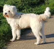TAMMI, Hund, Mischlingshund in Senden - Bild 52