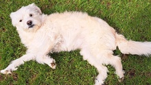 TAMMI, Hund, Mischlingshund in Senden - Bild 64