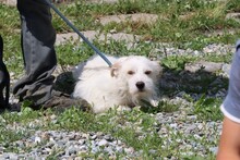 LALEY, Hund, Bearded Collie-Mix in Rumänien - Bild 2