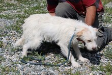 LALEY, Hund, Bearded Collie-Mix in Rumänien - Bild 3