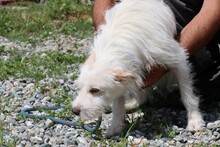 LALEY, Hund, Bearded Collie-Mix in Rumänien - Bild 5