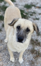 AVILA, Hund, Mischlingshund in Griechenland - Bild 11