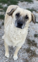 AVILA, Hund, Mischlingshund in Griechenland - Bild 12