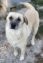 AVILA, Hund, Mischlingshund in Griechenland - Bild 13