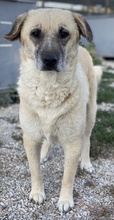 AVILA, Hund, Mischlingshund in Griechenland - Bild 14