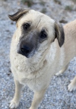 AVILA, Hund, Mischlingshund in Griechenland - Bild 15