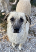 AVILA, Hund, Mischlingshund in Griechenland - Bild 16