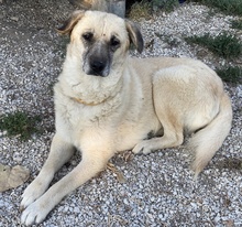 AVILA, Hund, Mischlingshund in Griechenland - Bild 4