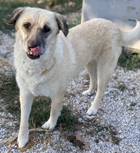 AVILA, Hund, Mischlingshund in Griechenland - Bild 6