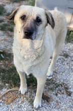 AVILA, Hund, Mischlingshund in Griechenland - Bild 9