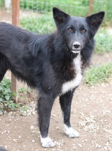 BROOKLYN, Hund, Mischlingshund in Griechenland - Bild 11