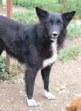 BROOKLYN, Hund, Mischlingshund in Griechenland - Bild 12