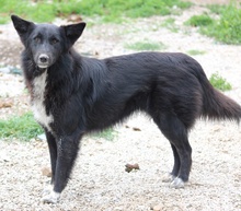 BROOKLYN, Hund, Mischlingshund in Griechenland - Bild 2