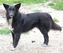 BROOKLYN, Hund, Mischlingshund in Griechenland - Bild 3