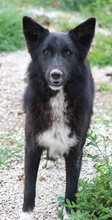 BROOKLYN, Hund, Mischlingshund in Griechenland - Bild 4