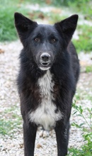 BROOKLYN, Hund, Mischlingshund in Griechenland - Bild 5