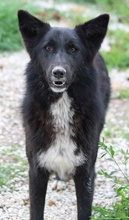 BROOKLYN, Hund, Mischlingshund in Griechenland - Bild 6