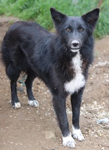 BROOKLYN, Hund, Mischlingshund in Griechenland - Bild 7