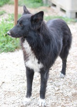 BROOKLYN, Hund, Mischlingshund in Griechenland - Bild 9