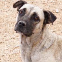 PAMINA, Hund, Mischlingshund in Griechenland - Bild 1