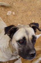 PAMINA, Hund, Mischlingshund in Griechenland - Bild 10