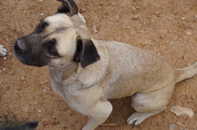 PAMINA, Hund, Mischlingshund in Griechenland - Bild 11