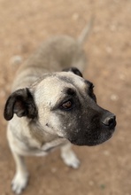 PAMINA, Hund, Mischlingshund in Griechenland - Bild 12