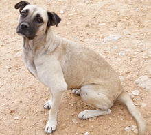 PAMINA, Hund, Mischlingshund in Griechenland - Bild 13