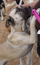 PAMINA, Hund, Mischlingshund in Griechenland - Bild 14