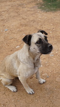 PAMINA, Hund, Mischlingshund in Griechenland - Bild 2