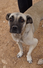 PAMINA, Hund, Mischlingshund in Griechenland - Bild 3
